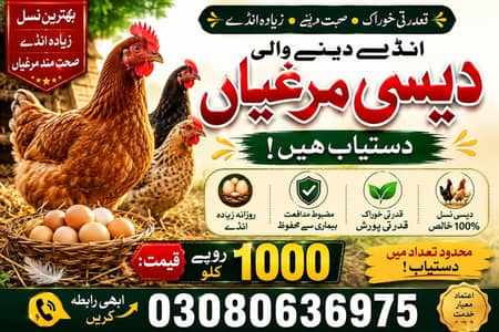 انڈے دینے والی مرغیاں دستیاب ہیں