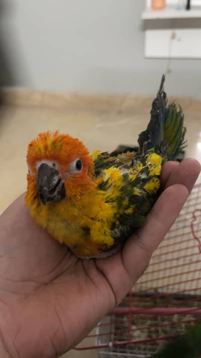 Sunconure chick and lory self