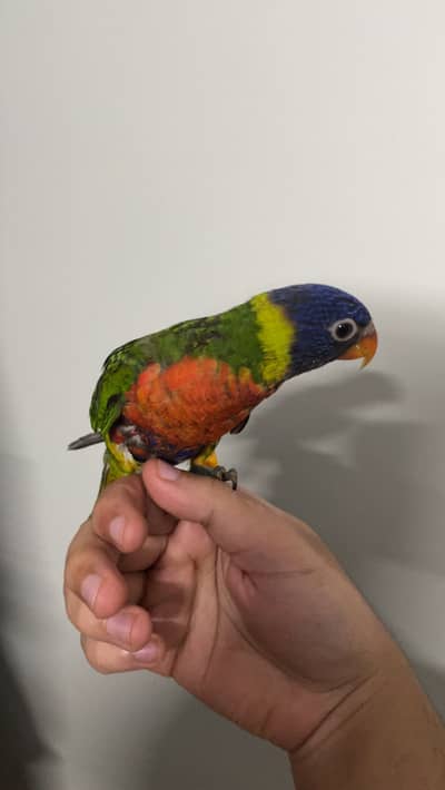 Swainson lory