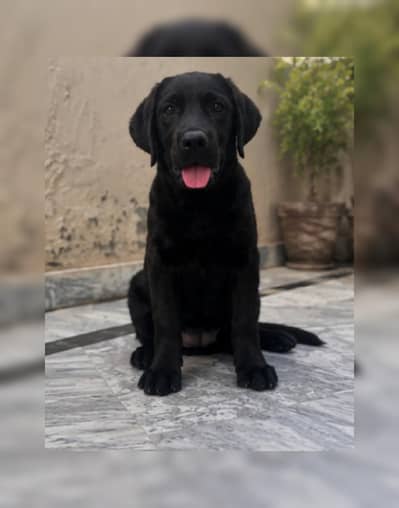 labrador puppy