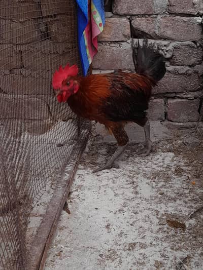 golden misri murga 100% خالص دیسی