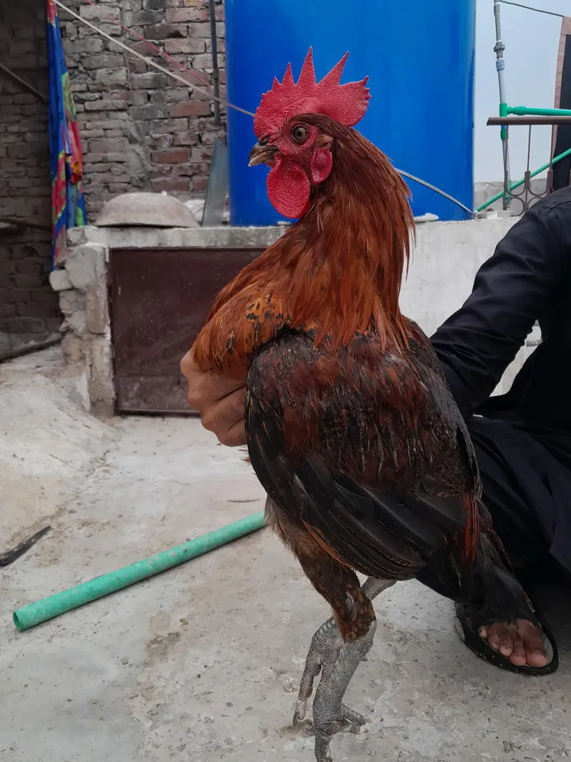golden misri murga 100% خالص دیسی — photo 2