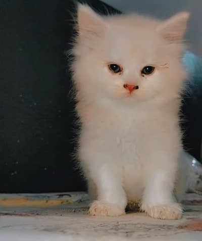  Male Persian Kitten