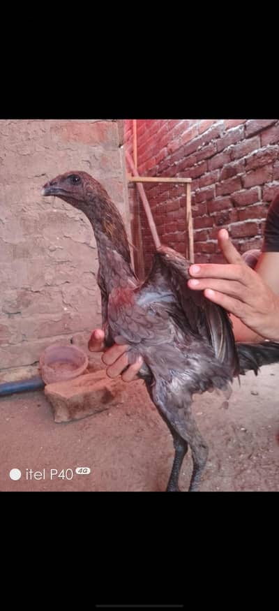black darng black eyes 5month mal fiml  bulo darng age par for sale