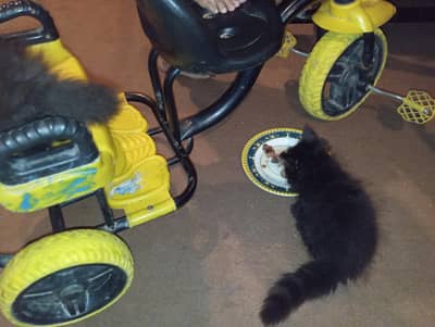Male and female pair pure black 3 kittens