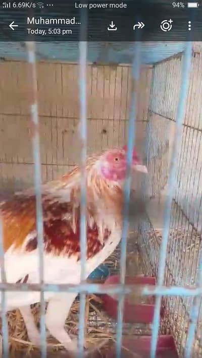 lakha aseel one chick one murge one murga