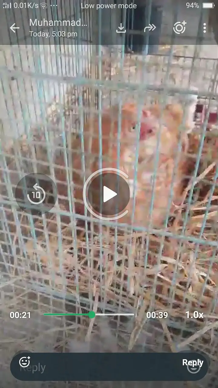 lakha aseel one chick one murge one murga — photo 2