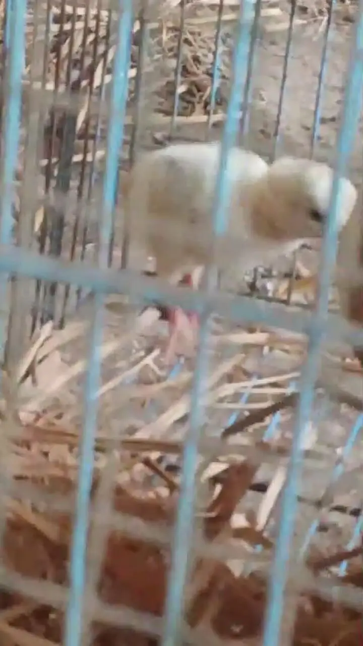 lakha aseel one chick one murge one murga — photo 3