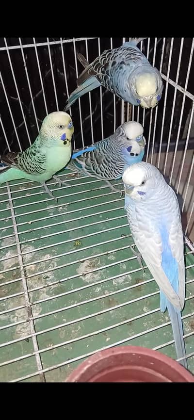 Breeder Pairs Budgies available exchange option available