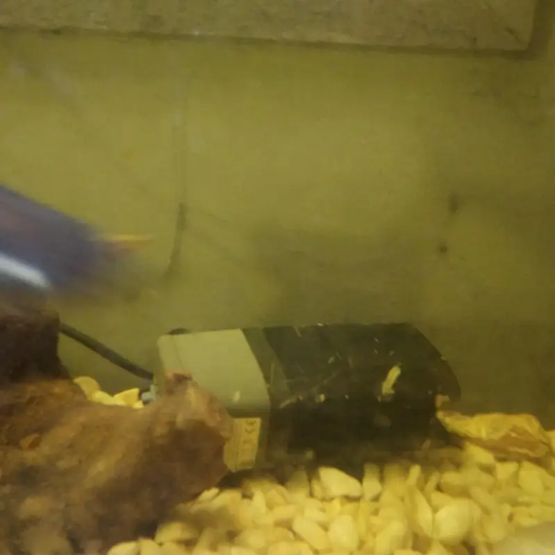 Fish Aquarium — photo 3