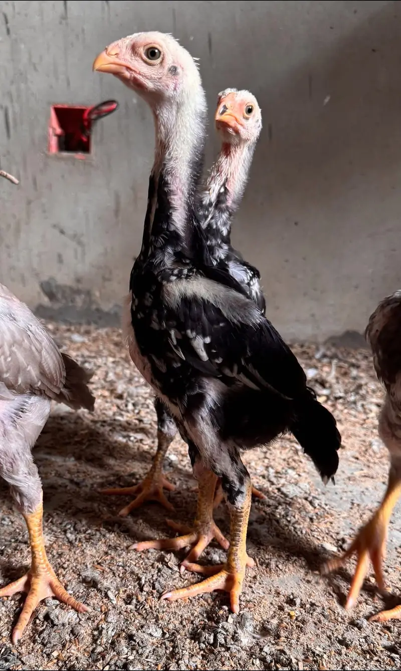 Shamo top quality chicks available (black only) — photo 2