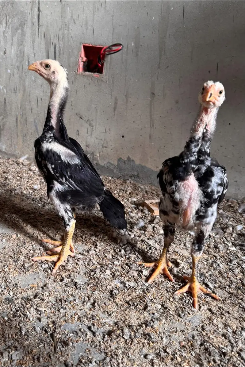 Shamo top quality chicks available (black only) — photo 3