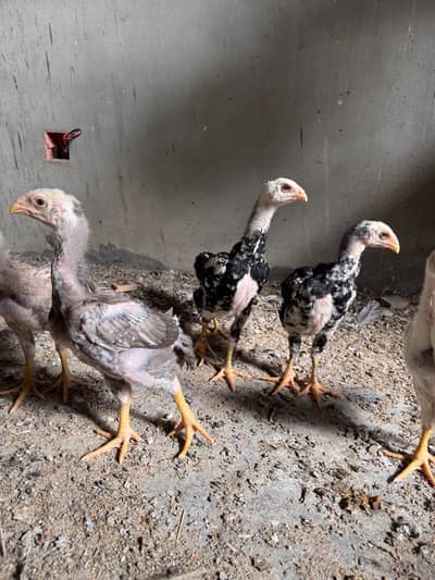 Shamo top quality chicks available (black only)