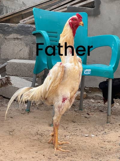 Shamo top quality chicks available (black only)