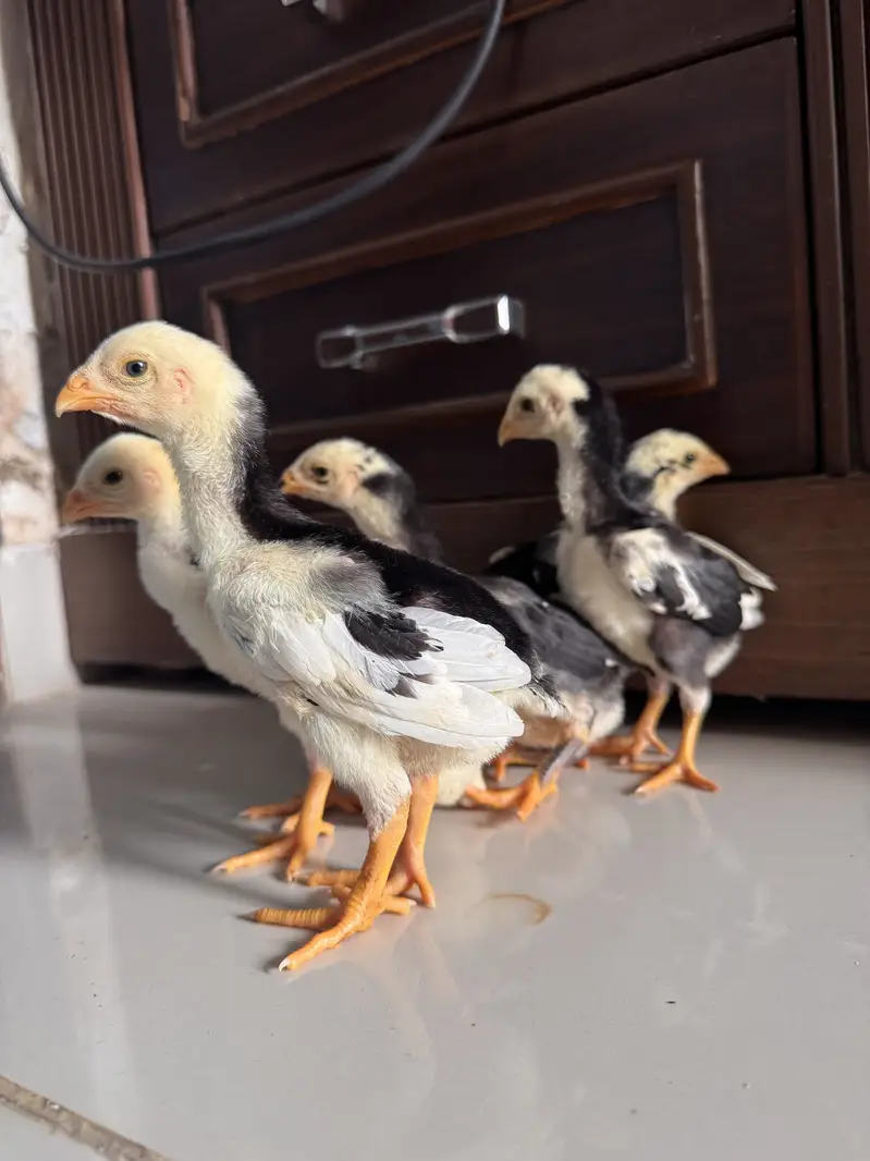 Shamo top quality chicks available (black only) — photo 5