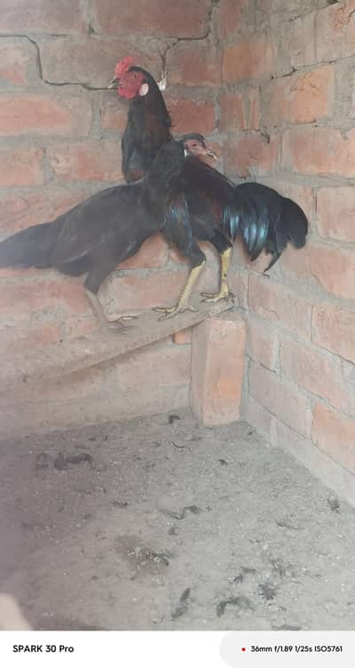 desi stater hen and beautiful roster available