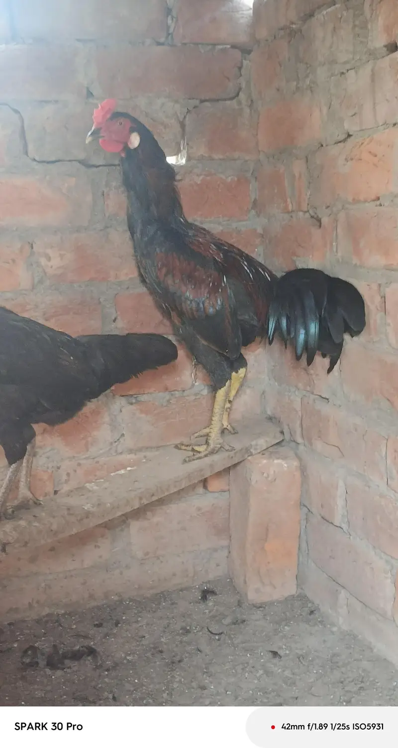 desi stater hen and beautiful roster available — photo 2