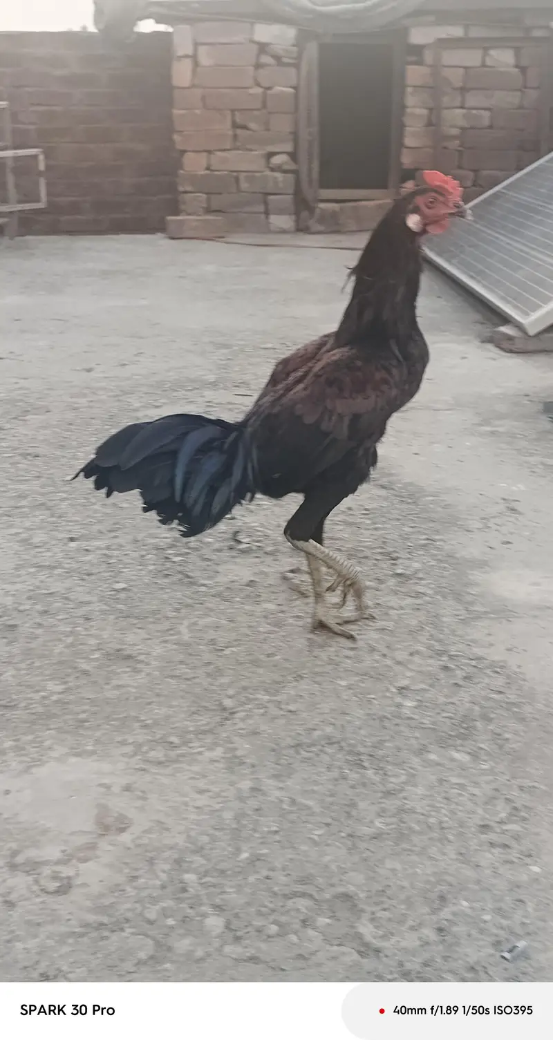 desi stater hen and beautiful roster available — photo 3