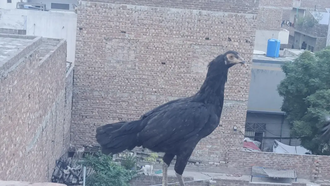 desi stater hen and beautiful roster available — photo 4