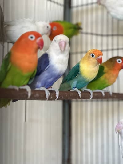 Breeder Lovebird Parblue Opaline blue dilute albino Palefallow
