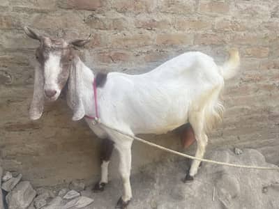 Kamori Bakri For Sale