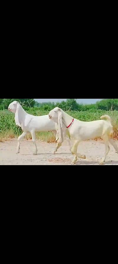 Ma Sha Allah Pure Kamoori Gulaabi Pair. . . 