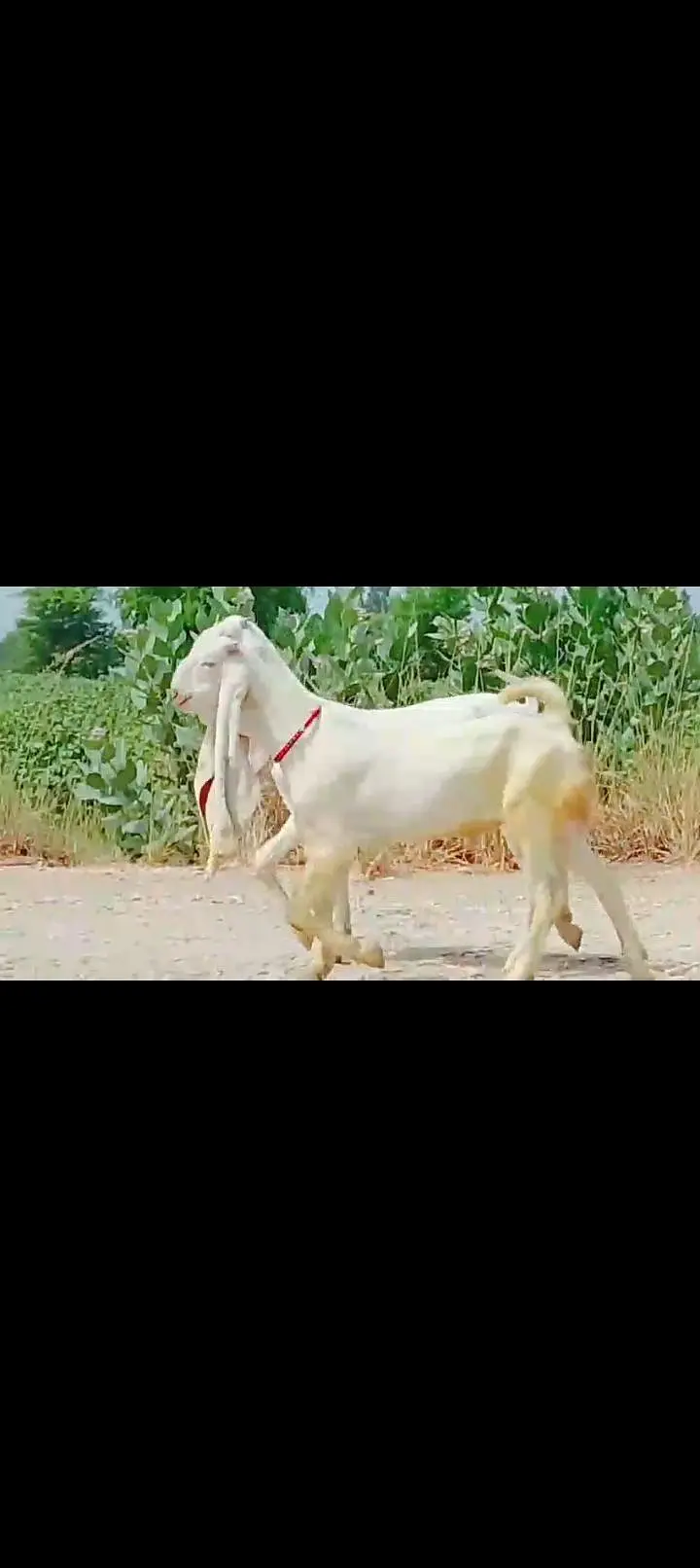 Ma Sha Allah Pure Kamoori Gulaabi Pair. . .  — photo 2
