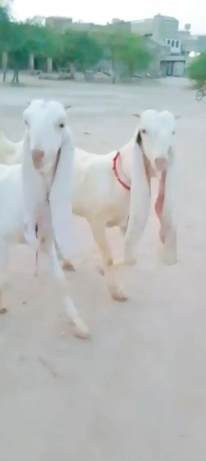 Ma Sha Allah Pure Kamoori Gulaabi Pair. . .  — photo 3