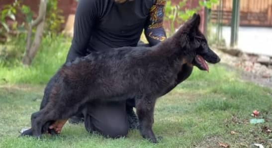 black German shepherd