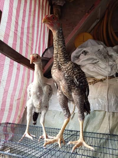 coco shamo pair young