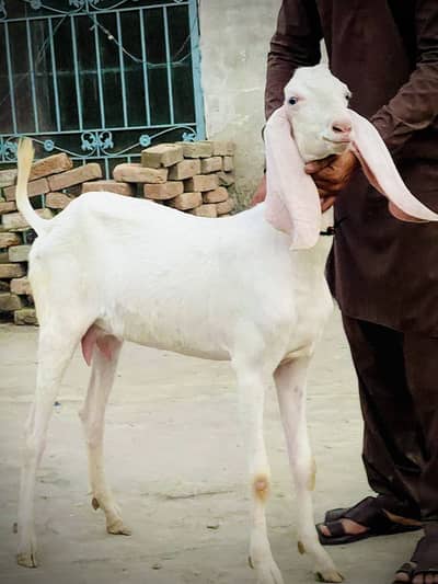 Pure Rajanpuri Female 2 dant