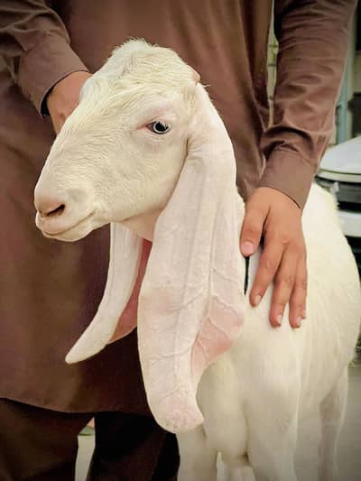 Pure Rajanpuri Female 2 dant