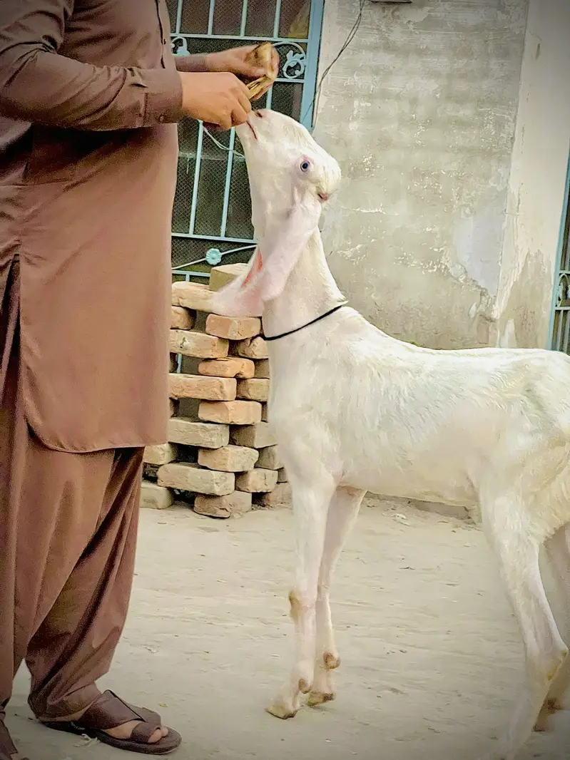 Pure Rajanpuri Female 2 dant — photo 3