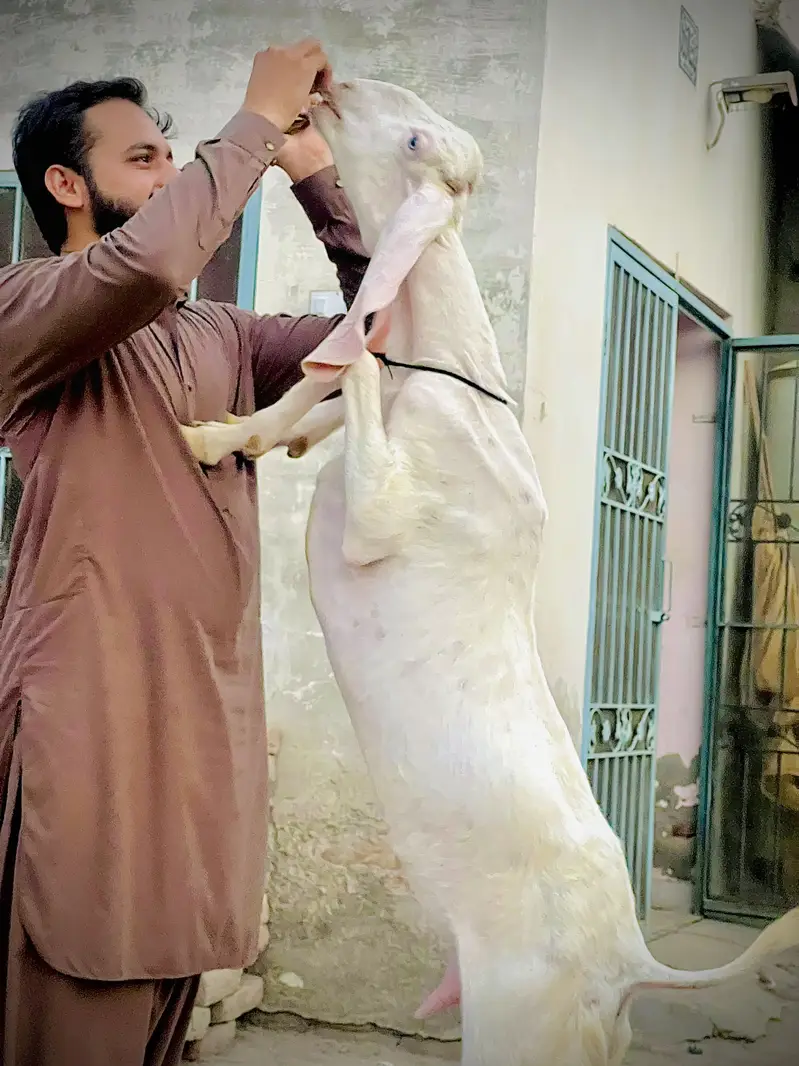 Pure Rajanpuri Female 2 dant — photo 4