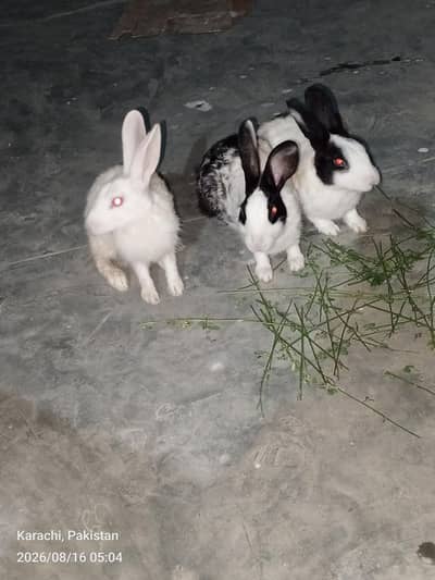 1 Male 2 Female Rabbit