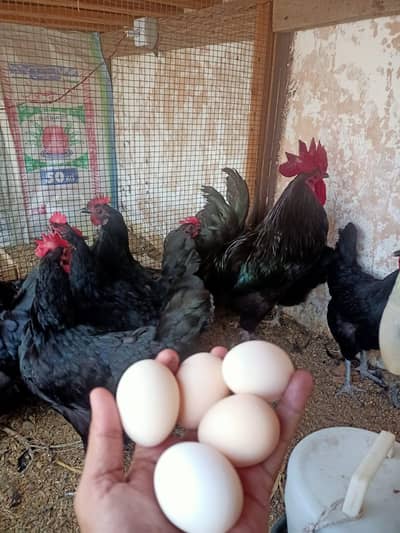 Australorp fertile eggs available rs 75