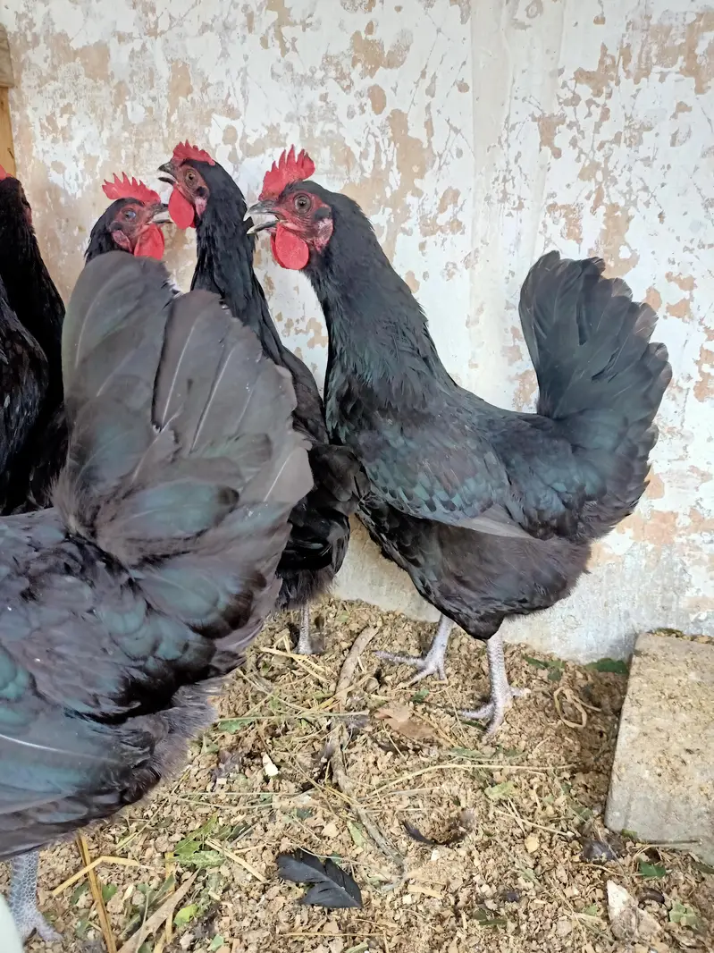 Australorp fertile eggs available rs 75 — photo 2