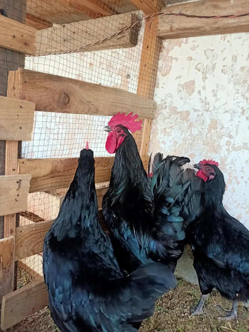 Australorp fertile eggs available rs 75 — photo 3
