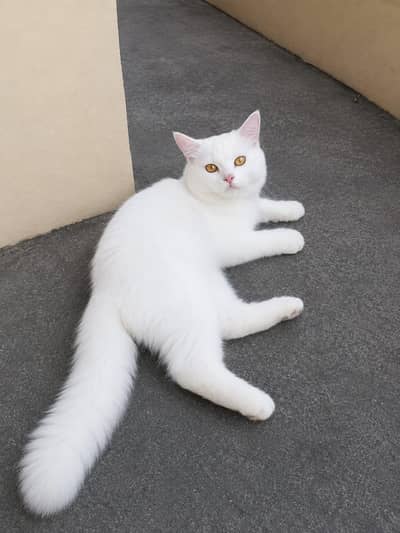 Persian Cat For Sale | Leo