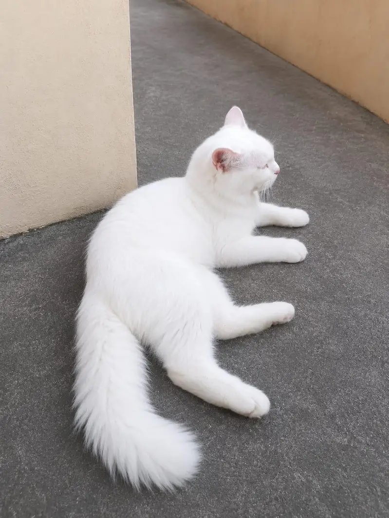 Persian Cat For Sale | Leo — photo 2
