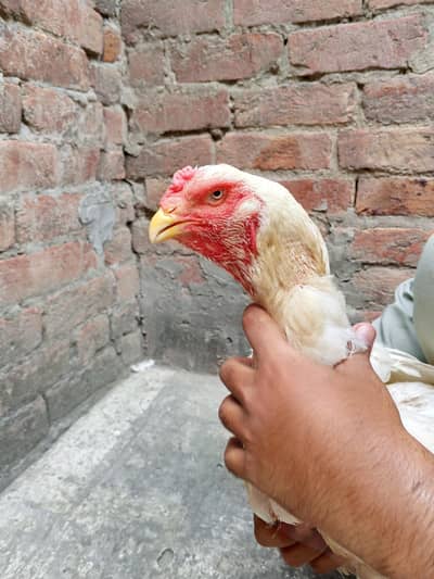 Pure paper white shamo Egg de rhi h 03077036825
