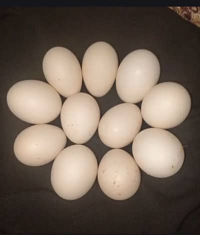 German o Shamo Fertile Eggs