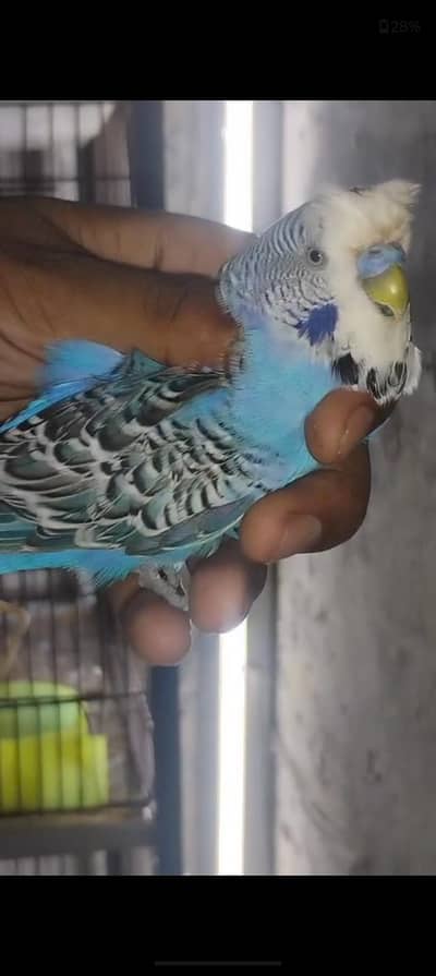 exhibition hogo working breeder male
