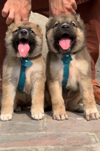 Turkish kangan dog male female 2 month for sale Security dog available