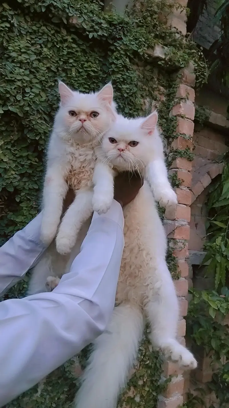 Persian Cat pairs — photo 2