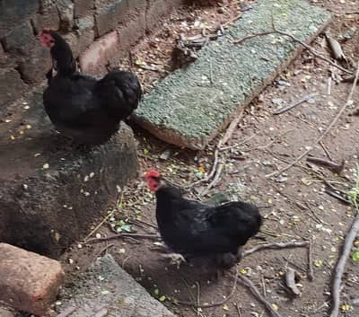 hens, domestic