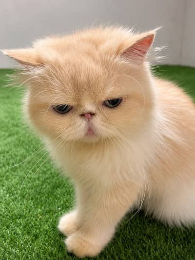 Fawn Peki top of the line Breeder Female