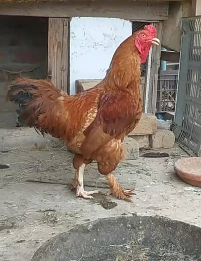 Aseel or Buff Mix Breder Beautiful Male