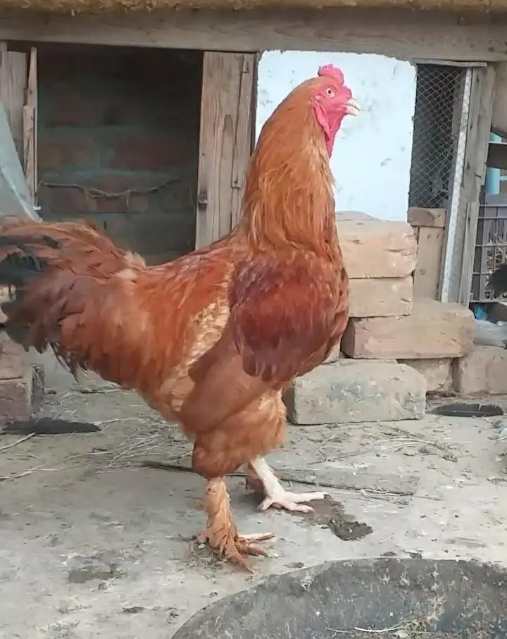 Aseel or Buff Mix Breder Beautiful Male — photo 2