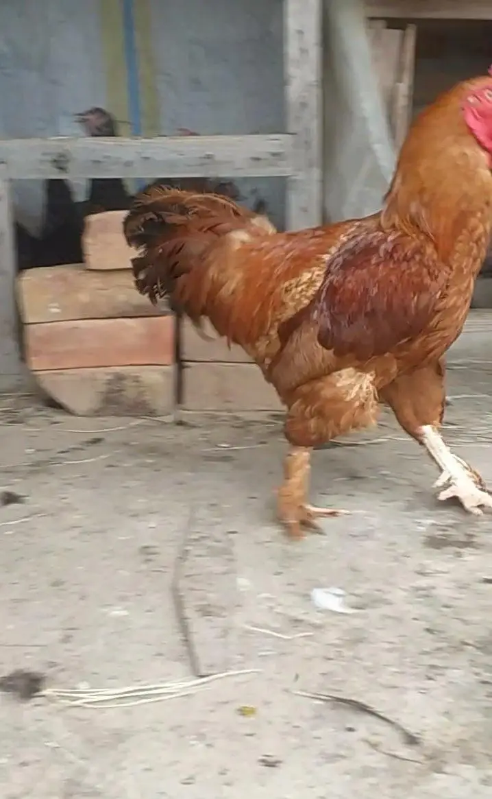 Aseel or Buff Mix Breder Beautiful Male — photo 3
